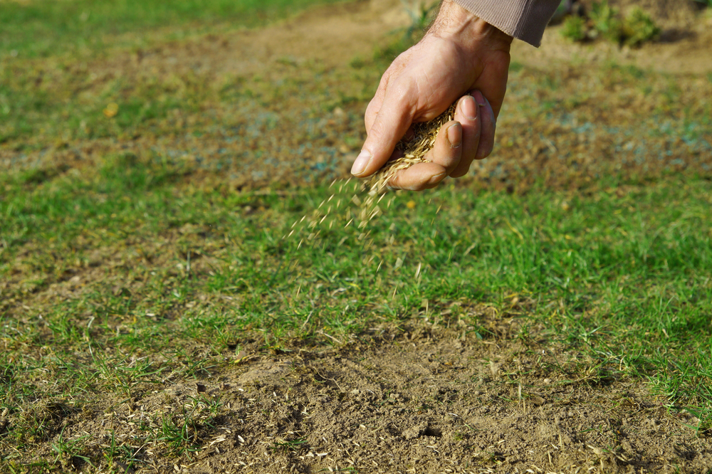 Spreading,grass,seed,in,spring,by,hand,for,the,perfect